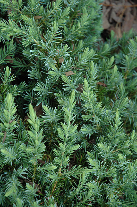 Juniper Blue Pacific