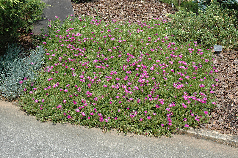 Hardy Ice Plant- Purple