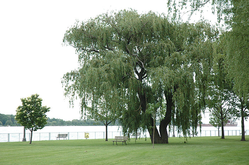 Willow Golden (Niobe) Weeping