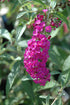 Butterfly Bush Royal Red