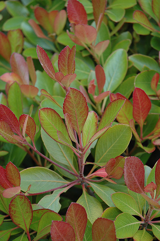 Hawthorn Indian Princess (Pink)