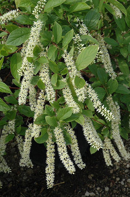 Itea Little Henry®