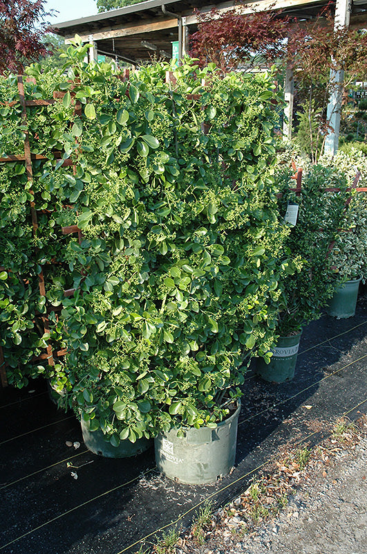 Euonymus Manhattan
