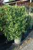 Euonymus Manhattan