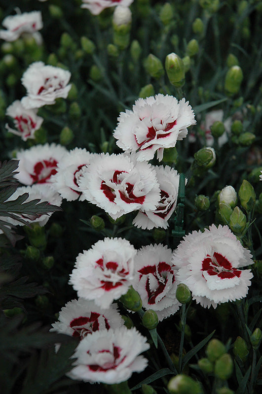 Dianthus Scent First® Coconut Surprise