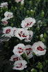 Dianthus Scent First® Coconut Surprise