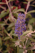 Butterfly Bush Flutterby Petite® Blue Heaven