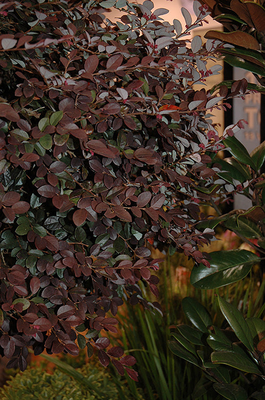 Loropetalum Southern Living Collection Diamond