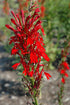 Cardinal Flower