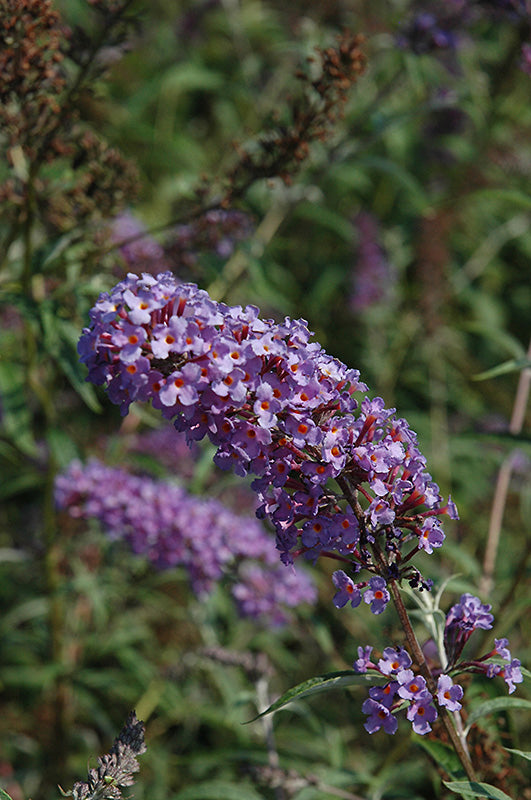 Butterfly Bush Nanho Blue