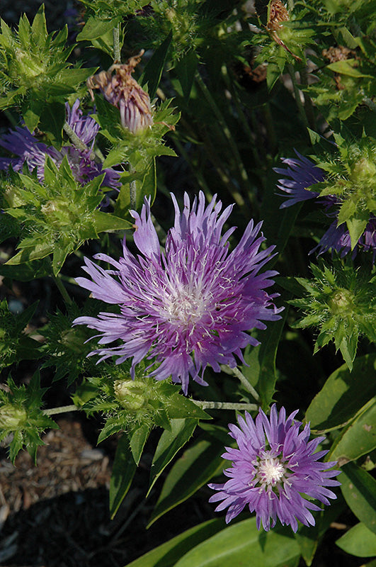 Stokesia Peachie'S Pick