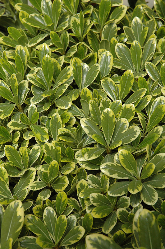 Pittosporum Cream De Mint™