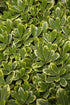 Pittosporum Cream De Mint™