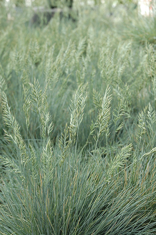 Grass Fescue Blue Elijah