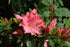 Azalea Girard'S Crimson Renee Michelle- Pink