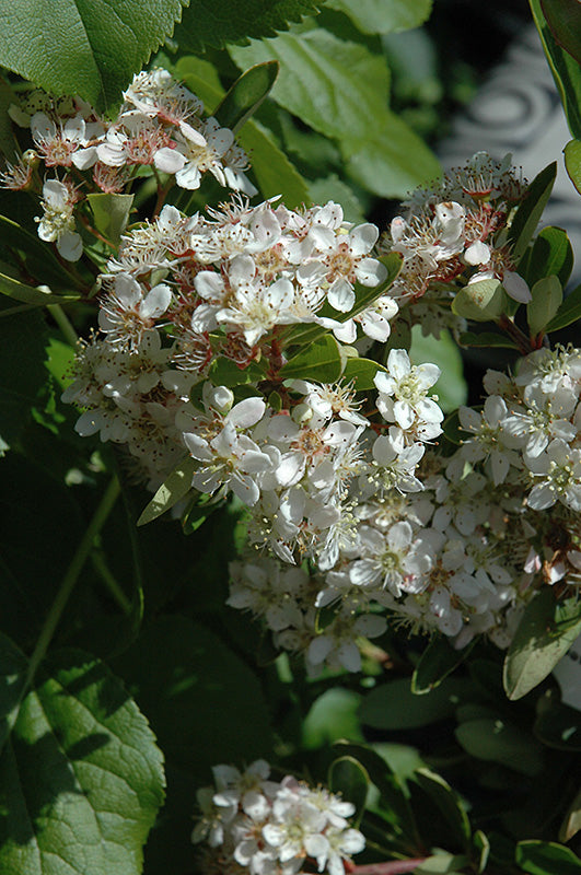 Pyracantha Victory- Red