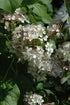 Pyracantha Victory- Red