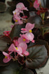 Begonia Cocktail Pink