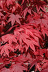 Maple Japanese Emperor I