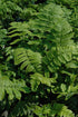 Fern Shaggy Shield