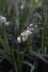 Grass Mondo Black