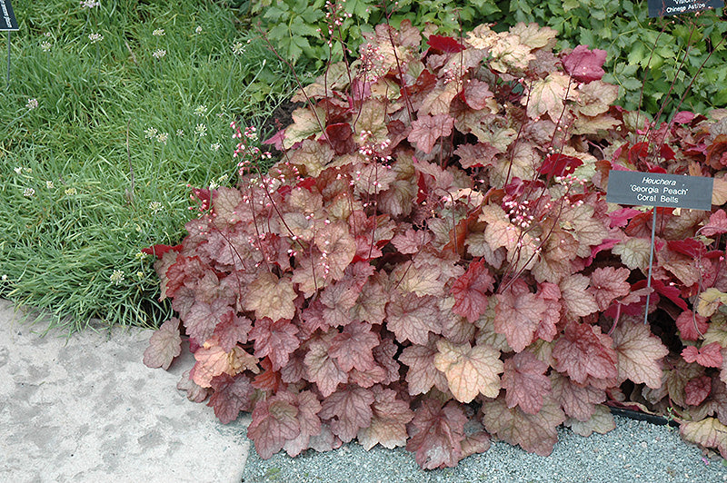 Coral Bells Georgia Peach