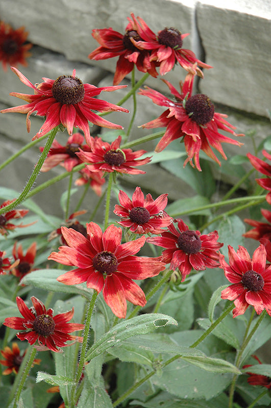 Black-Eyed Susan Cherry Brandy