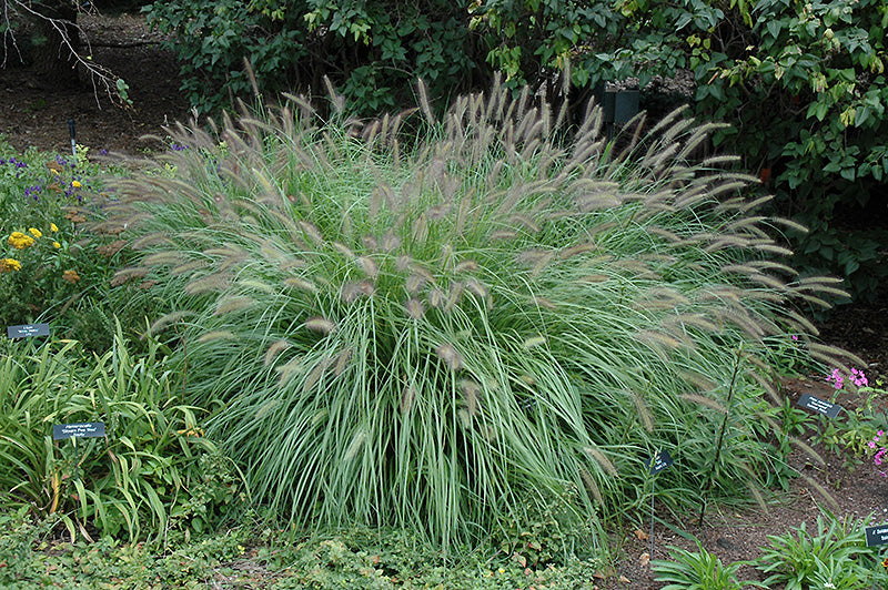 Grass Fountain Traditional