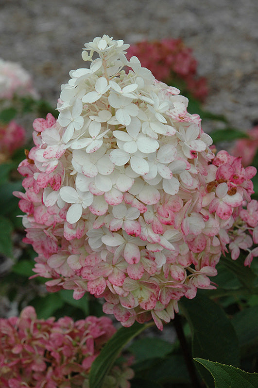 Hydrangea First Editions® Vanilla Strawberry™