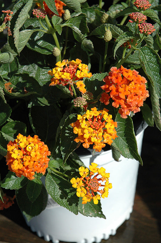 Lantana Banditoª Orange Sunrise Orange Sunrise