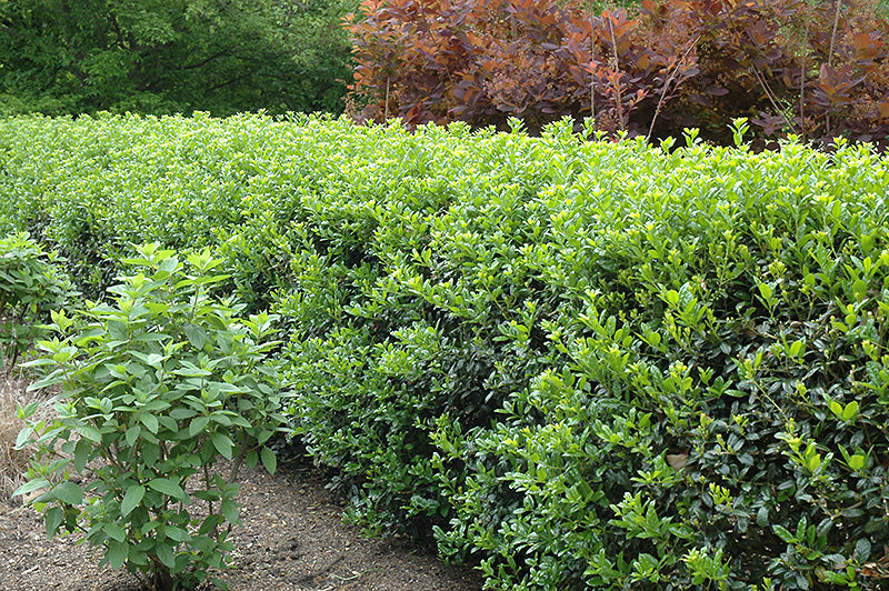 Holly Dwarf Burford