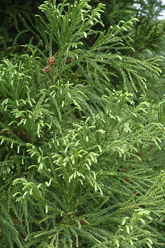 Cryptomeria Yoshino