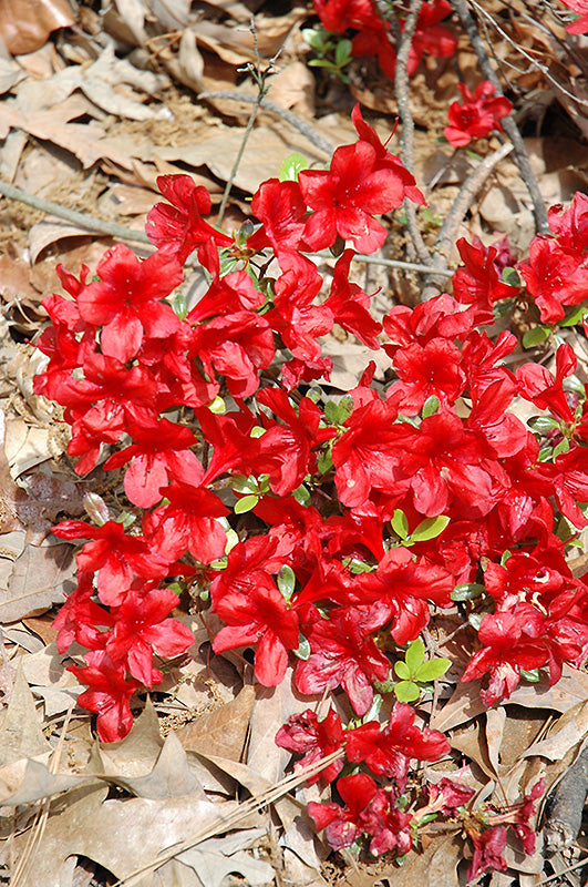 Azalea Encore® Autumn Monarch™