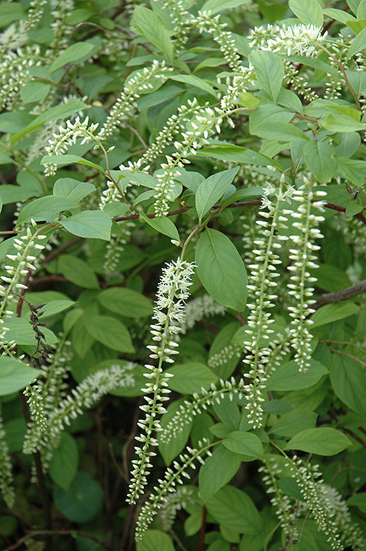 Itea Henry'S Garnet