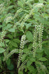 Itea Henry'S Garnet