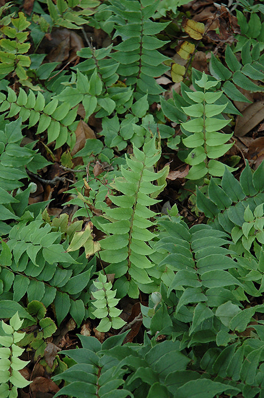 Fern Holly Fortune'S