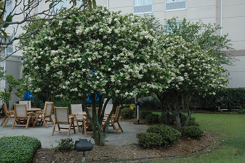 Ligustrum Waxleaf