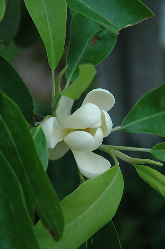 Magnolia Sweet Bay Moonglow®