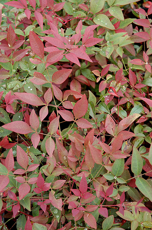 Nandina Flirt™