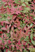 Nandina Flirt™