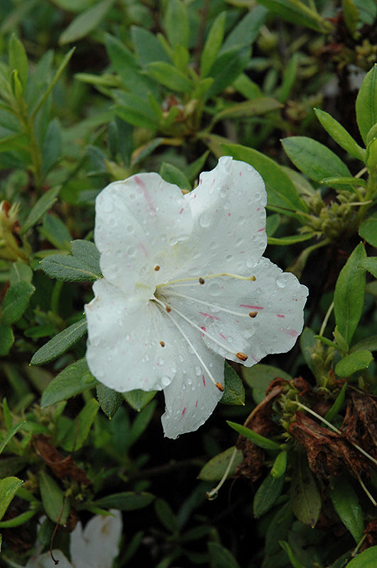 Azalea Encore® Autumn Starlite®