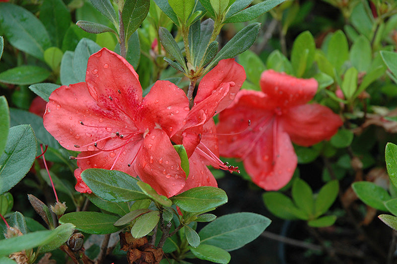 Azalea Amagasa- Coral/Orange