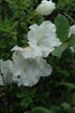 Azalea Gumpo White