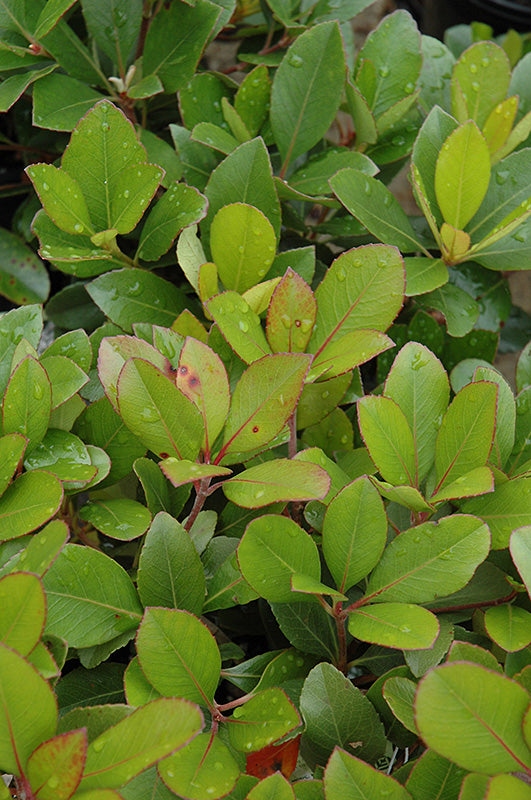 Hawthorn Snow White