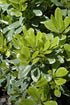Pittosporum Mojo®