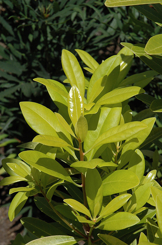 Anise Shrub Florida Sunshine