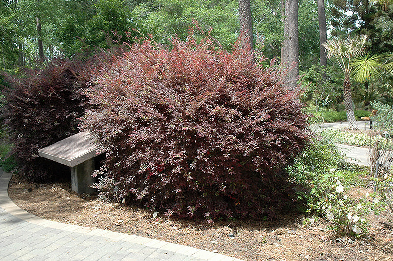 Loropetalum Daruma