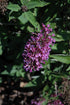 Butterfly Bush Flutterby Petite® Tuttu Frutti Pink