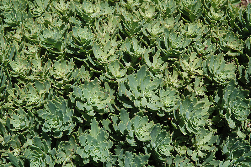 Sedum Thundercloud