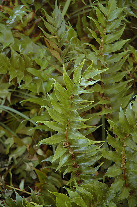 Fern Japanese Beech